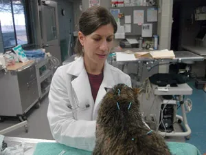 Veterinarian performing acupuncture on a dog at Chappelle Small Animal Hospital