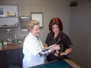 Veterinarian gently examining a cat held by a technician at Chappelle Small Animal Hospital