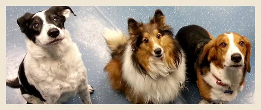 Three dogs sitting together at Chappelle
