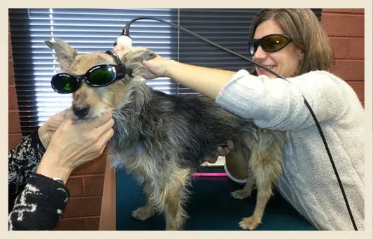 Dog in protective goggles during veterinary laser therapy at Chappelle