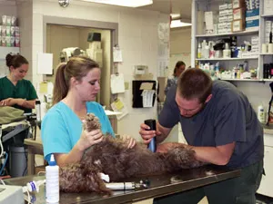 Veterinary team performing a procedure on a dog in the treatment room